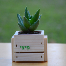 עציץ קקטוס נפתח עציץ קקטוס נפתח