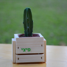 עציץ קקטוס ארוך עציץ קקטוס ארוך