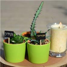 עציץ מתנה לאורחים מתנות לאורחים בחתונה